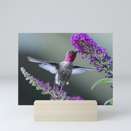 Male Anna'a Hummingbird on Butterfly Bush Mini Art Print
