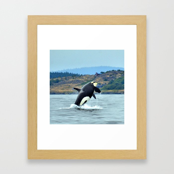Orca Breach Framed Art Print