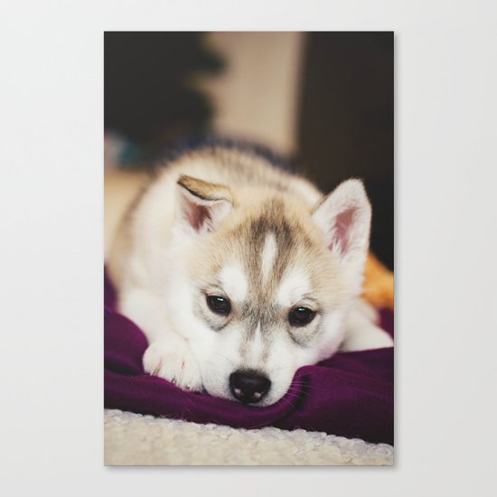 husky puppy. Canvas Print