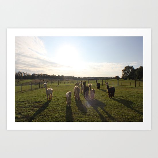 alpaca shadows Art Print