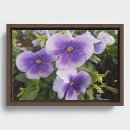light blue pansies - natural photography Framed Canvas