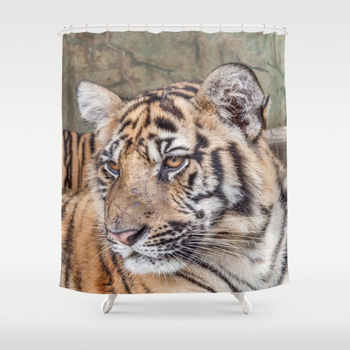 Tiger, Medium Indo-China Shower Curtain