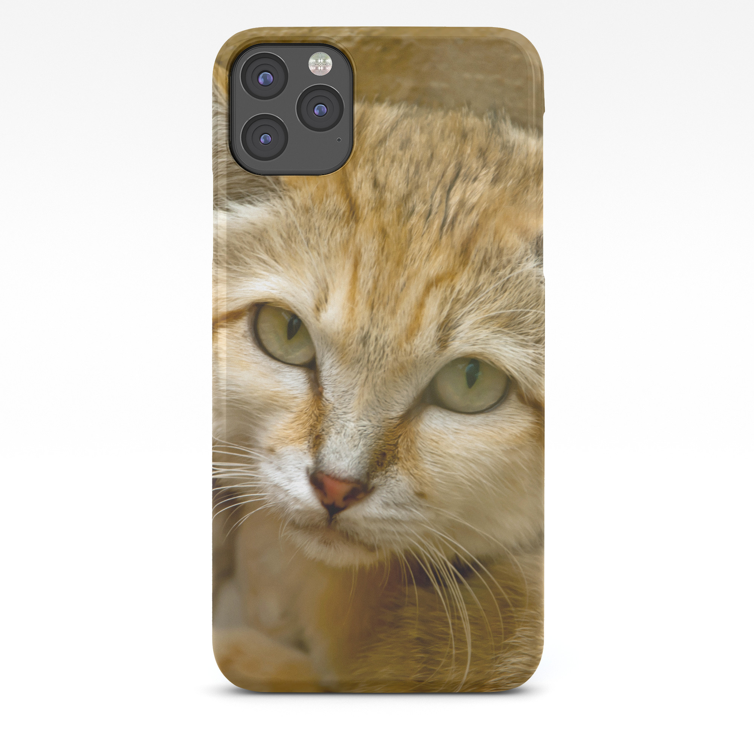 Sand Cat Iphone Case By Catspaws Society6