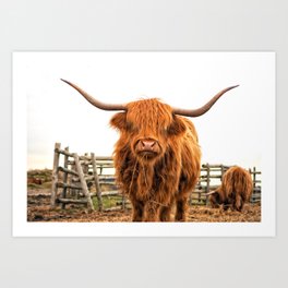 Highland Cow in a Fence Art Print