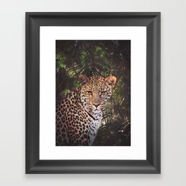 Leopard in the rain forest Framed Art Print