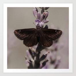 Common Sootywing Butterfly II detail Art Print