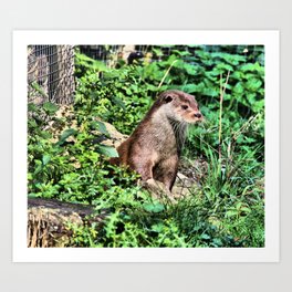 Otter Lookout Art Print