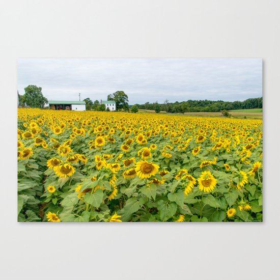 Field of Yellow Canvas Print