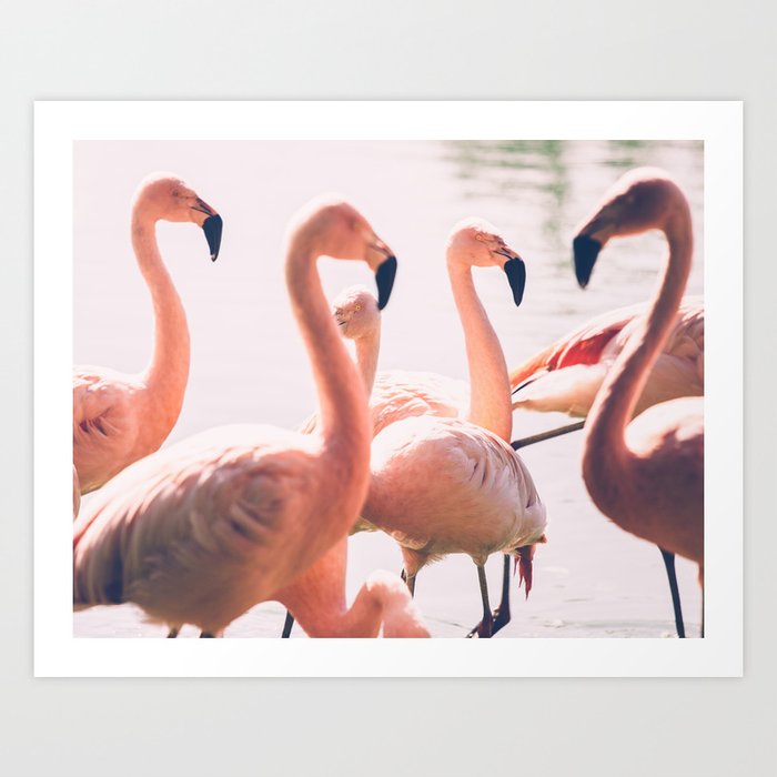 Art Photography Pink Flamingo