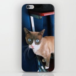 Blue Eyed Cat iPhone Skin
