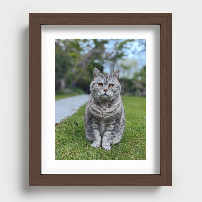 Lil Chonky Cat Recessed Framed Print