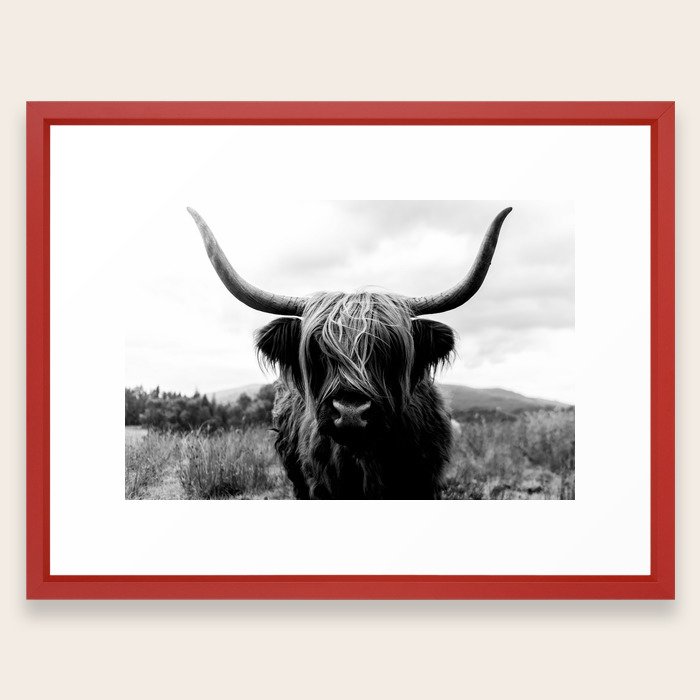 Scottish Highland Cattle Black And White Animal Framed Art Print By Scottish Highland Cattle Black And White Animal Framed Art Print