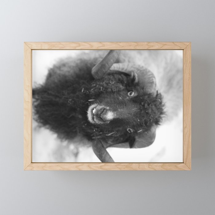 The black sheep, black and white photography Framed Mini Art Print