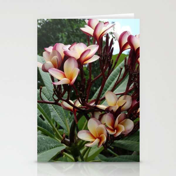 Mexico Photography - Beautiful Red Frangipanis Stationery Cards