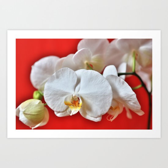 Orchids HDR Art Print