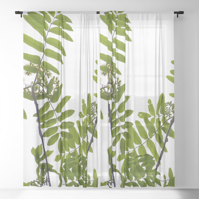 Green Rowan Leaves White Background Sheer Curtain By Pivivikstrm