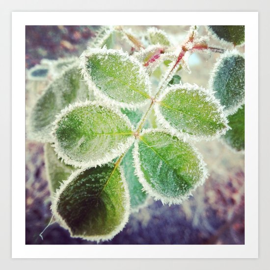 Frosty Rose Art Print