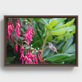 Hummingbird & fuchsia Framed Canvas