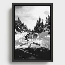 Sled Dogs B&W Framed Canvas