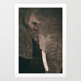 Eye in eye with an African elephant Art Print
