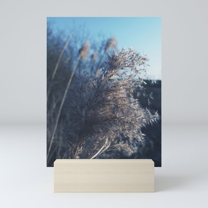 Evening at a lake. Long grass. Love and peace. Mini Art Print