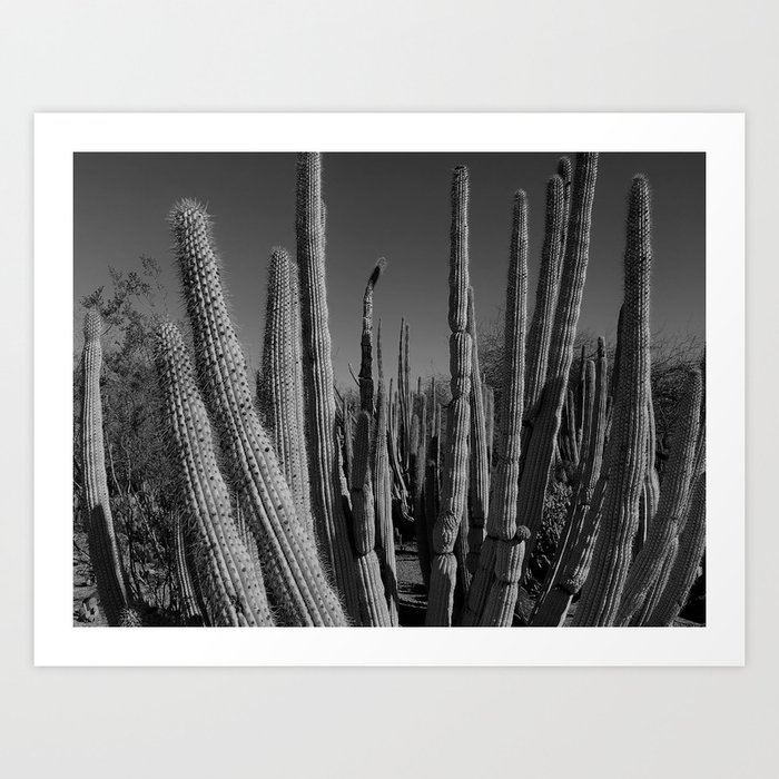 cacti Art Print