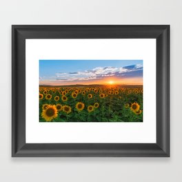 Sunset over sunflowers	 Framed Art Print
