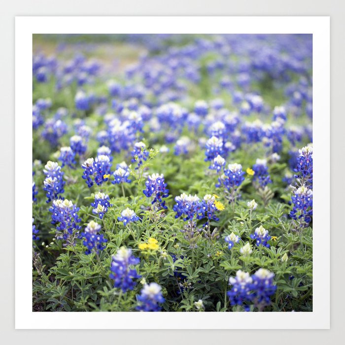 Texas' State Flower Art Print By William Denson 