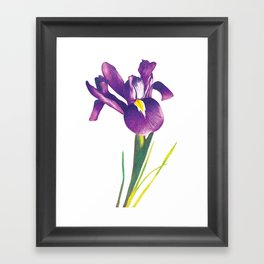 Iris Framed Art Print