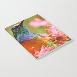 South Africa Photography - Colorful Bird Among  Colorful Flowers Notebook