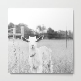 Angelic Baby Goat B&W Metal Print