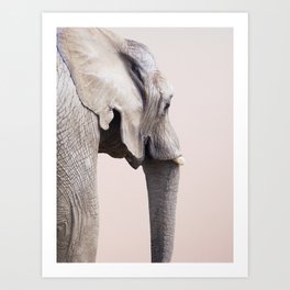 Animal Photography Elephant Portrait | Wildlife | Nature | Pink | Blush Pink Art Print
