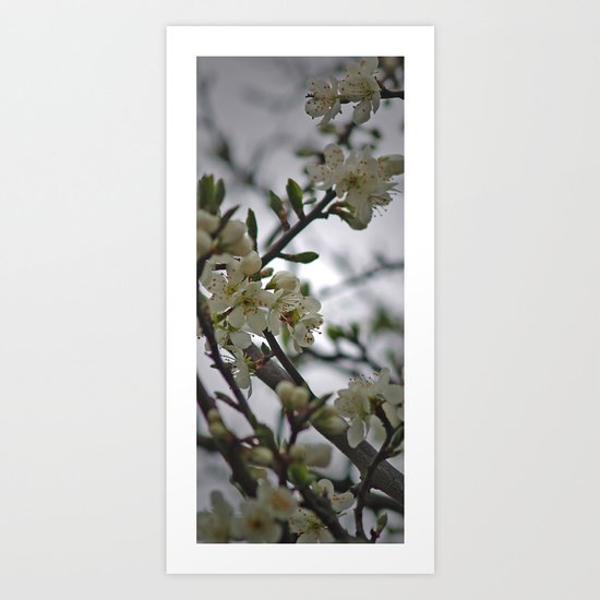 Prunus Domestica Art Print