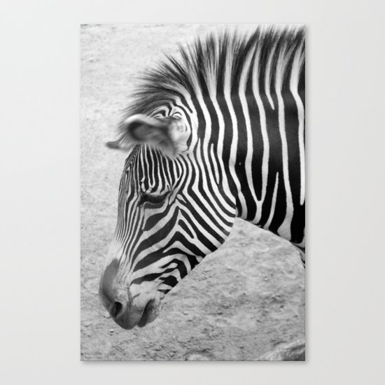 Zebra Canvas Print