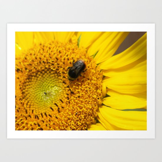 Sunflower and bee Art Print