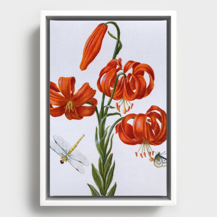 Red Lily antique 1680 Framed Canvas