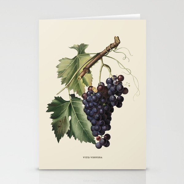 Black Grape Antique Botanical Illustration Stationery Cards