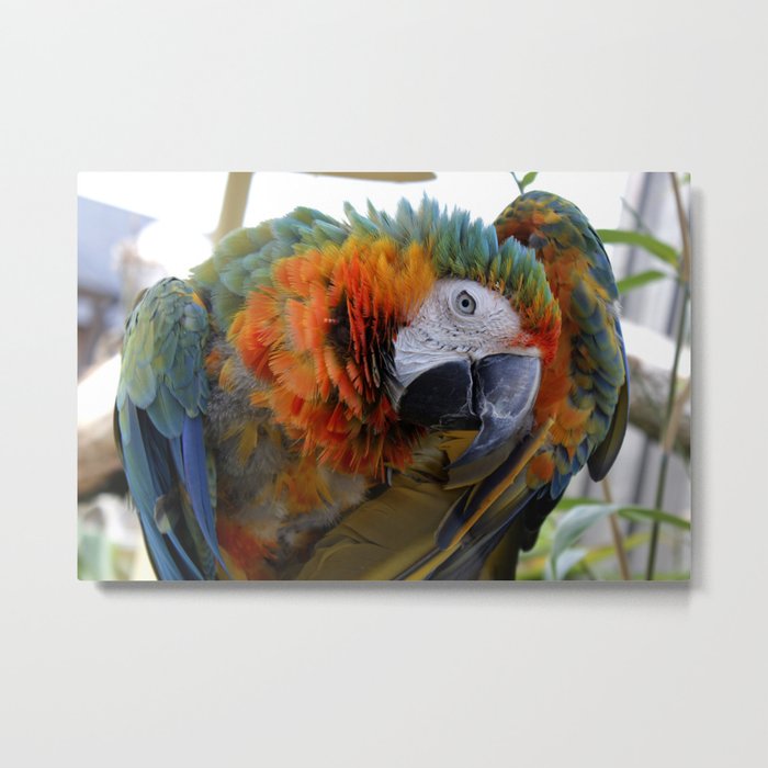 Parrot  Metal Print