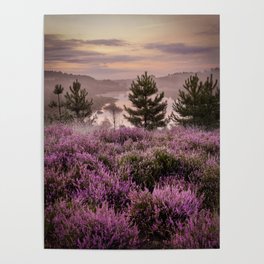 Magical morning among the heather Poster