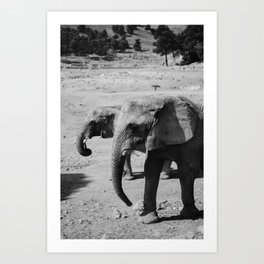 Elephant duo in black & white Art Print