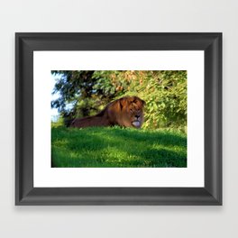 King of the Jungle - Lion deep in thought Framed Art Print