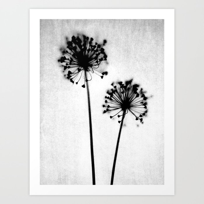 Dandelion Black and White Botanical Photo Art Print