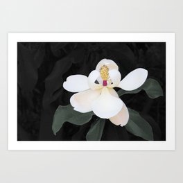 Magnolia Art Print | Photo, Nature 