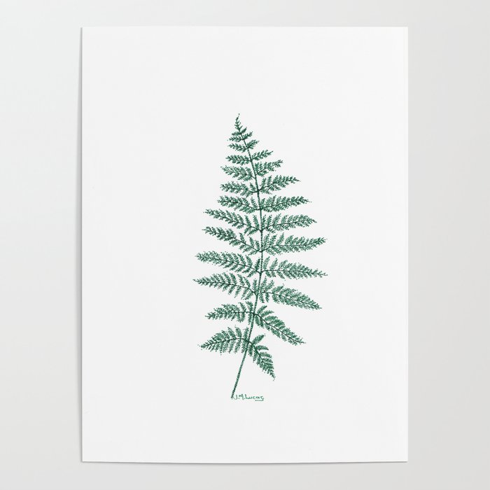 New Zealand Tree Fern Poster