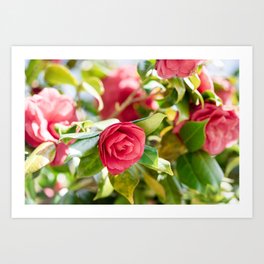 Red Camellia Flowers Art Print