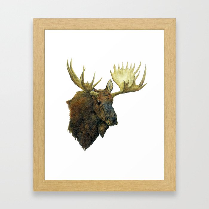 Moose Framed Art Print
