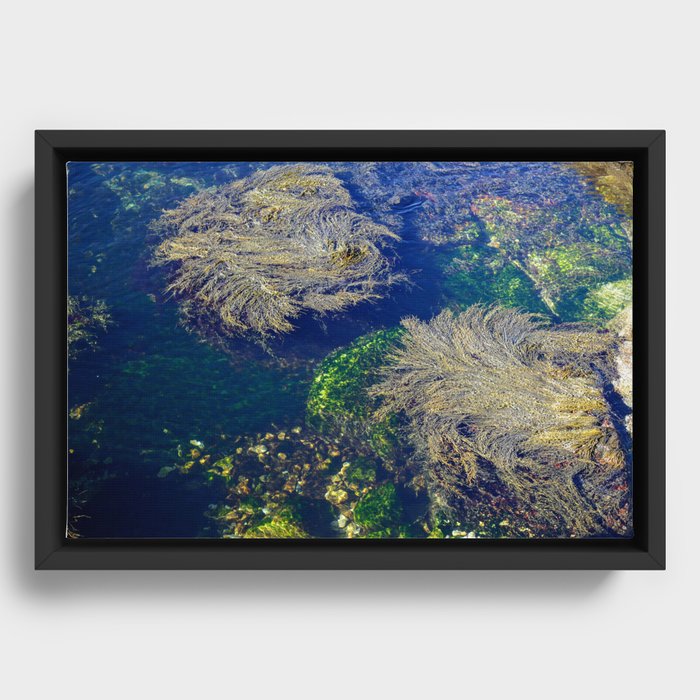 Ocean Kelp Framed Canvas