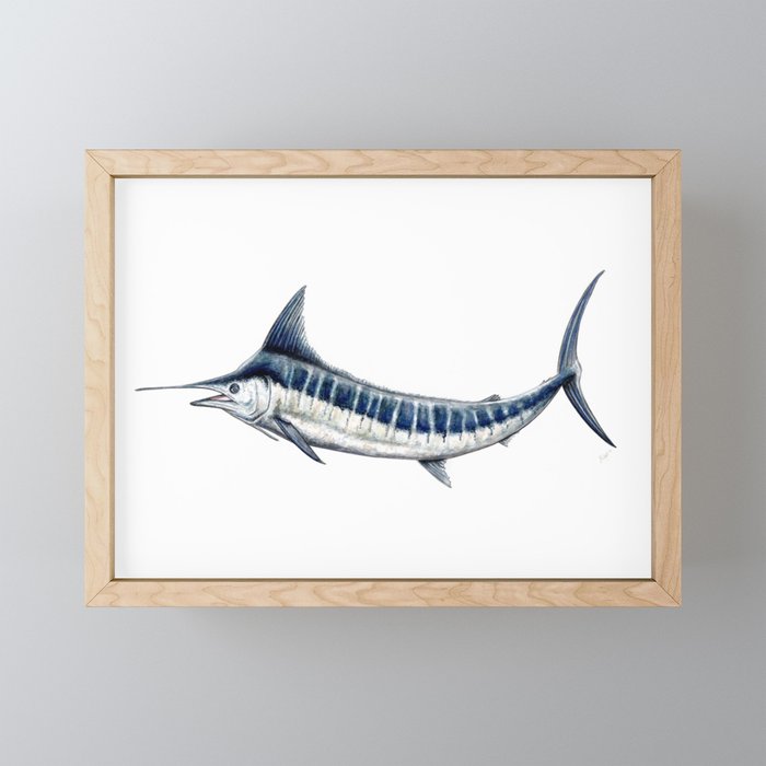 Blue Marlin (Makaira nigricans) Framed Mini Art Print