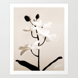 Synthetic Orchid in Sepia Art Print