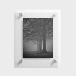 Row of trees in fog Floating Acrylic Print